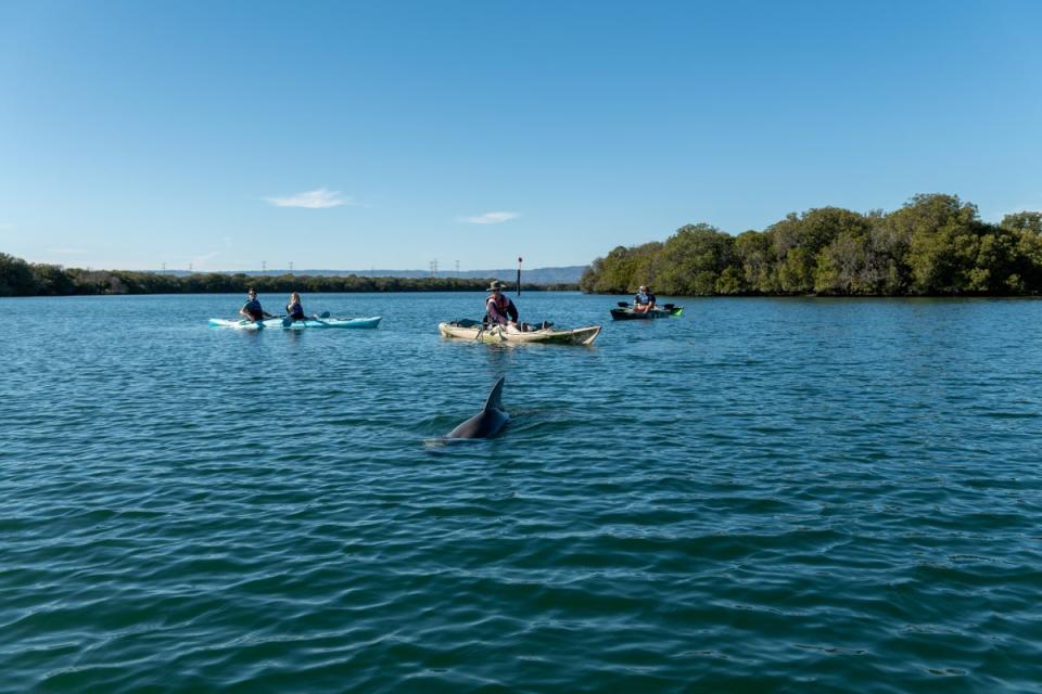 You can see dolphins off the coast of Adelaide (Dolphin Sanctuary Kayak Tours)