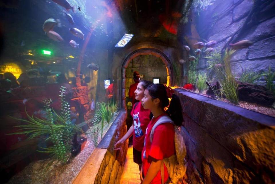 Piranha look out at visitors from an eight-foot-long walk through a 360-degree ocean tunnel at Sea Life Aquarium Grapevine’s new Rainforest Adventure exhibit.
