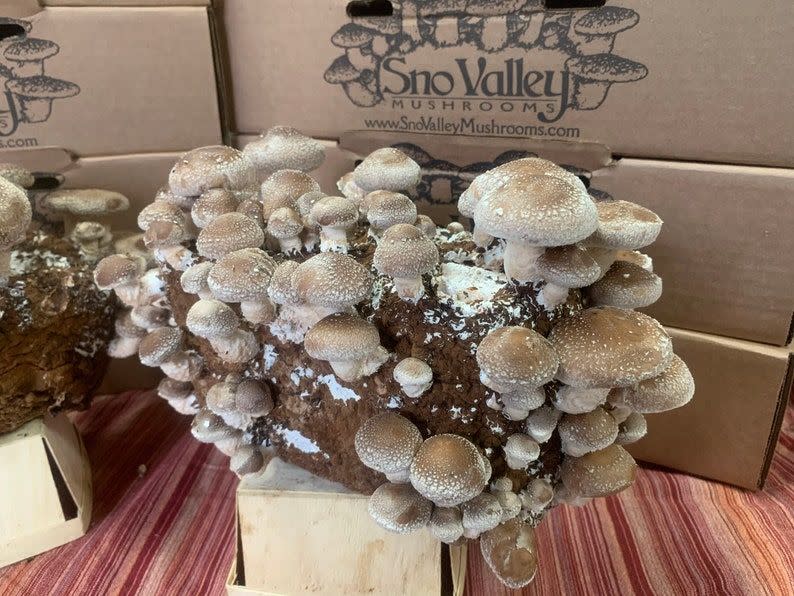 Shiitake Mushroom Growing Kit