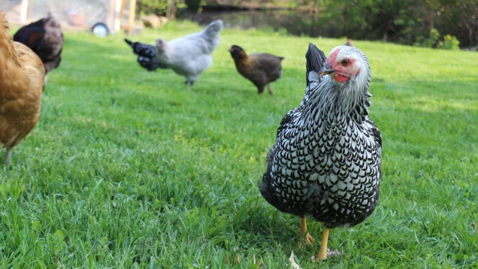 Taking care of a few backyard chickens will lessen your food waste and supply you with fresh eggs—a win-win!