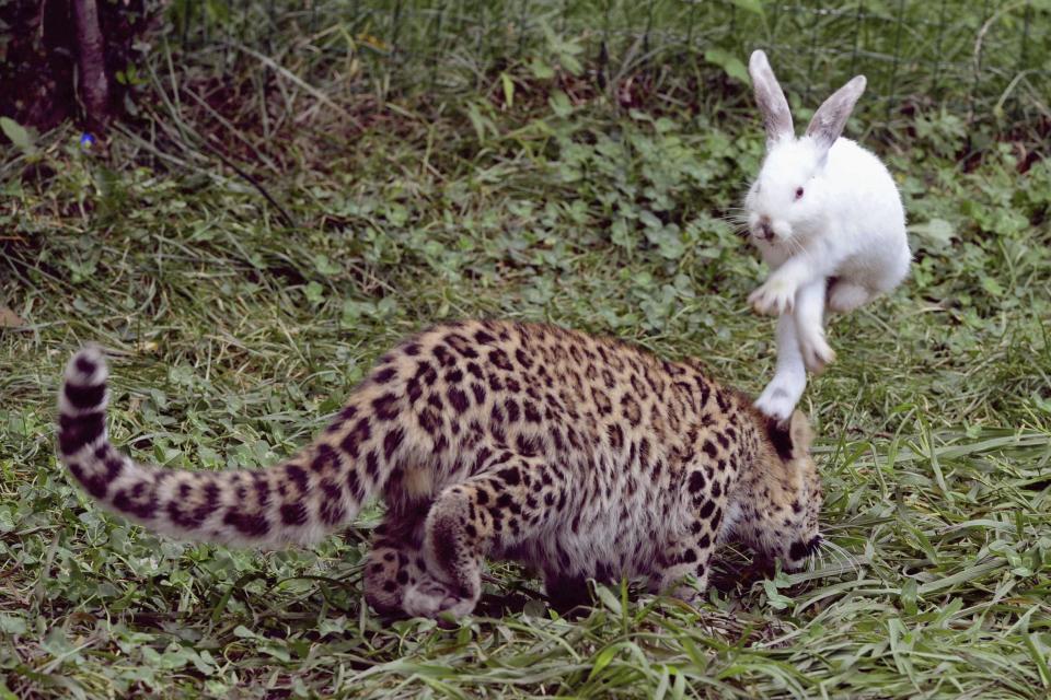 A rabbit hops to avoid a five-month-old leopard cub during a test of cubs' wild natural instincts at a wildlife park in Qingdao, Shandong province, September 10, 2013. The test is part of the park's body examination procedure on recent born tigers, lions and leopards, according to local media. Picture taken September 10, 2013. (REUTERS/Stringer)