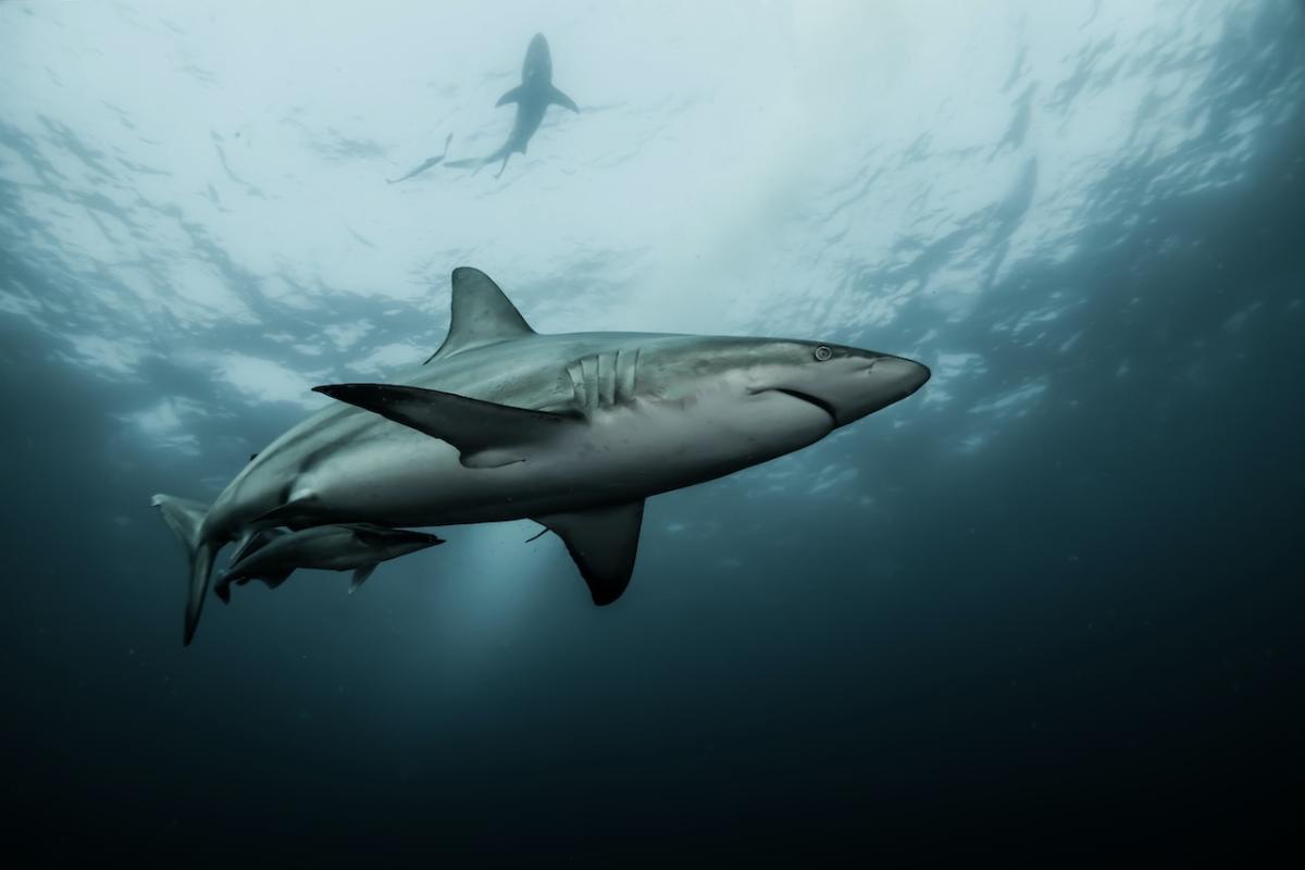 Baby Shark' Enjoys Big Bite of Media Success