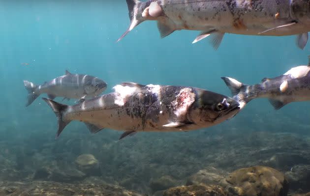 Environmental advocates are blaming unusually warm temperatures this year for salmon deaths and illnesses in the Pacific Northwest. One video shows the physical effects of the heat on sockeye salmon. (Photo: Columbia Riverkeeper/YouTube)