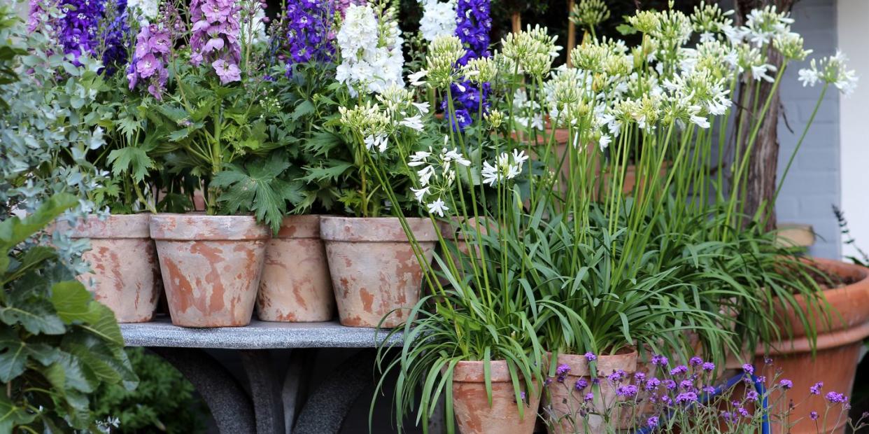 plant combination ideas for container gardens