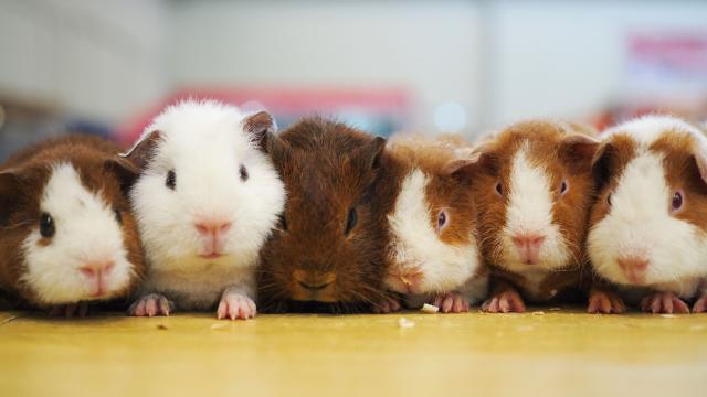 rex guinea pig