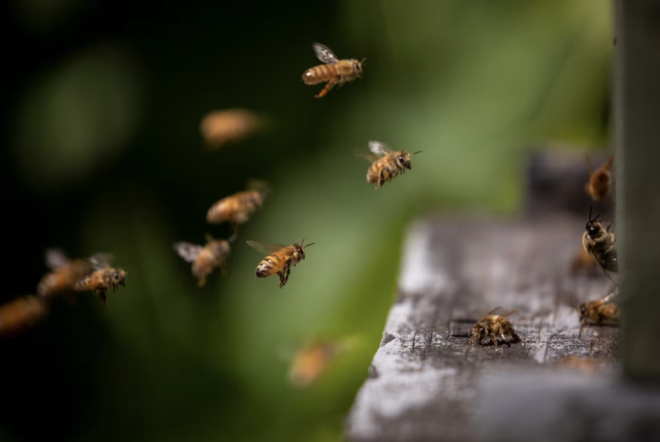 A Honeybee flies towards its hive at the Ocean Park Community Orchard in Surrey, British Columbia on Tuesday, July 5, 2022. (Ben Nelms/CBC)