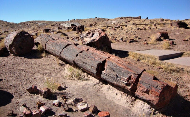 A petrified tree on its side. - Photo: <a class="link " href="https://en.wikipedia.org/wiki/Petrified_Forest_National_Park" rel="nofollow noopener" target="_blank" data-ylk="slk:Wikimedia Commons;elm:context_link;itc:0;sec:content-canvas">Wikimedia Commons</a>