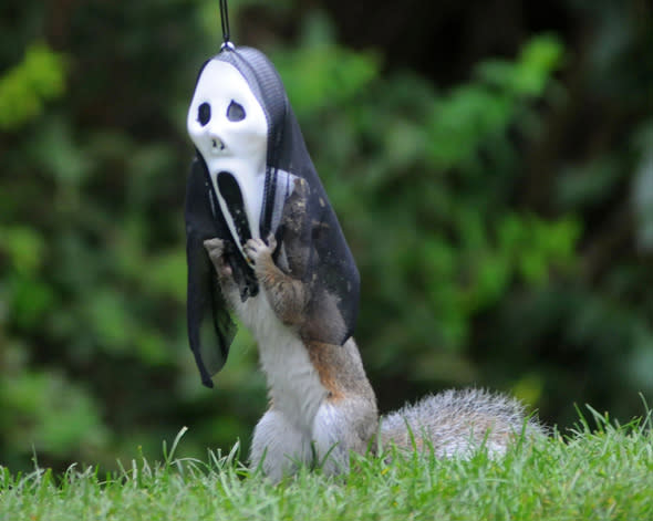 Mandatory Credit: Photo by Mike Walker/REX (3288040e) A squirrel with its head inside a Halloween mask feeder Squirrels pose with heads inside scary Halloween masks, Fareham, Hampshire, Britain - 23 Oct 2013 These grey squirrels are a scream as they go nuts for Halloween. Vicky Freeman , 55, from Fareham, Hants turns Halloween masks into feeders for squirrels and watches their hilarious antics as they try to retrieve the nuts hidden inside. Vicky said: 