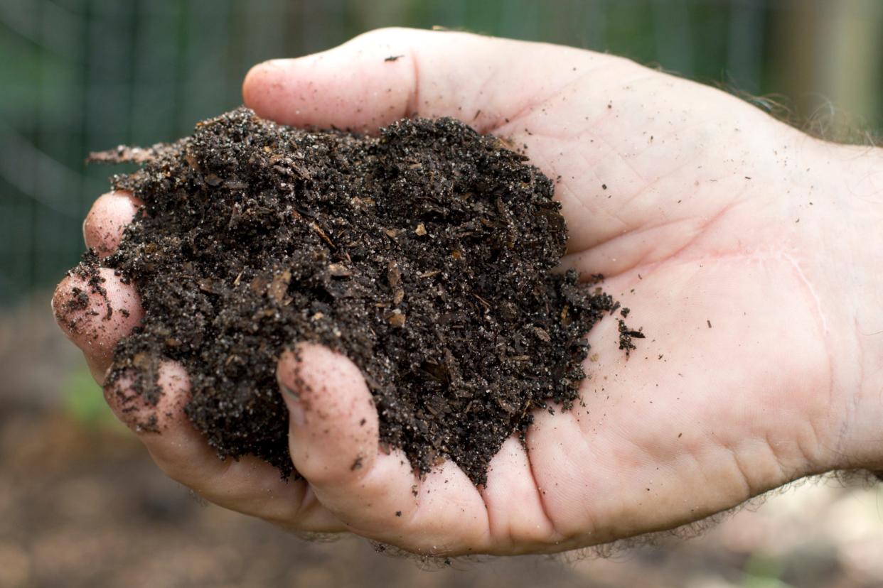 A handful of compost soil.