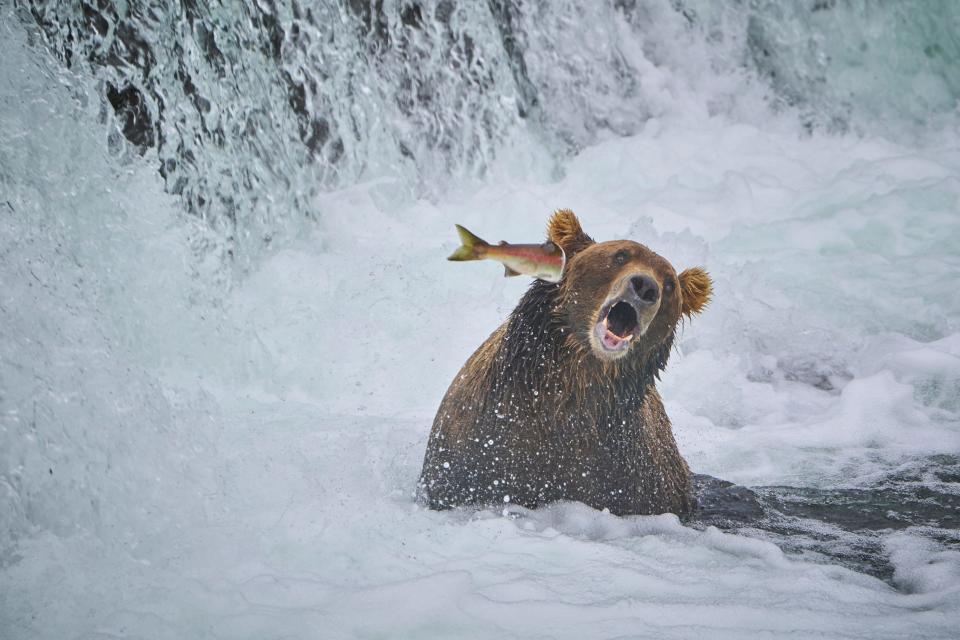 A fish leaps into the ear of a bear