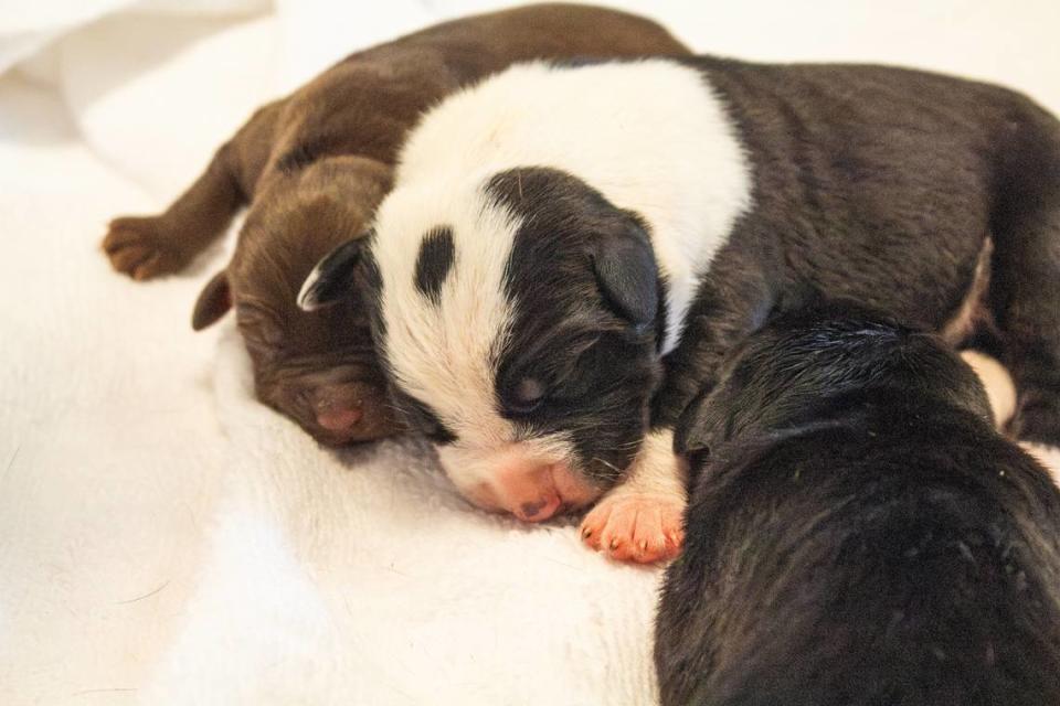 Rainbow’s pups are expected to go up for adoption in a few months.