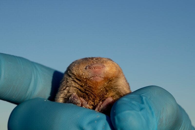 A photo of a De Wintons golden mole in the hands of one of the researchers, its tiny, flat round snout protruding from its golden fur.