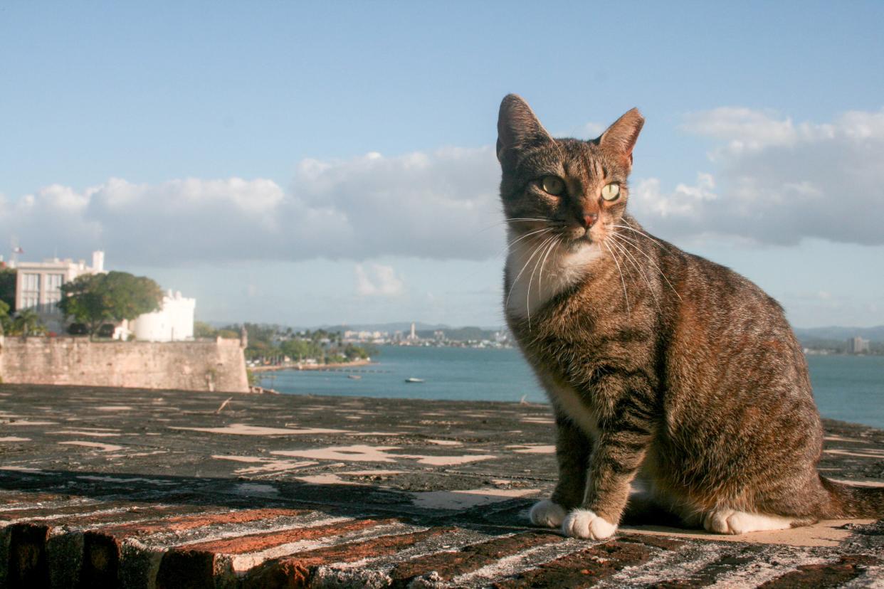 San Juan cats