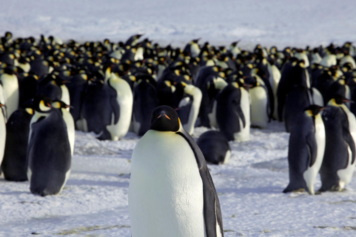 Warten auf besseres Eis: Pinguine in der Antarktis (Bild: REUTERS/Martin Passingham/File Photo)