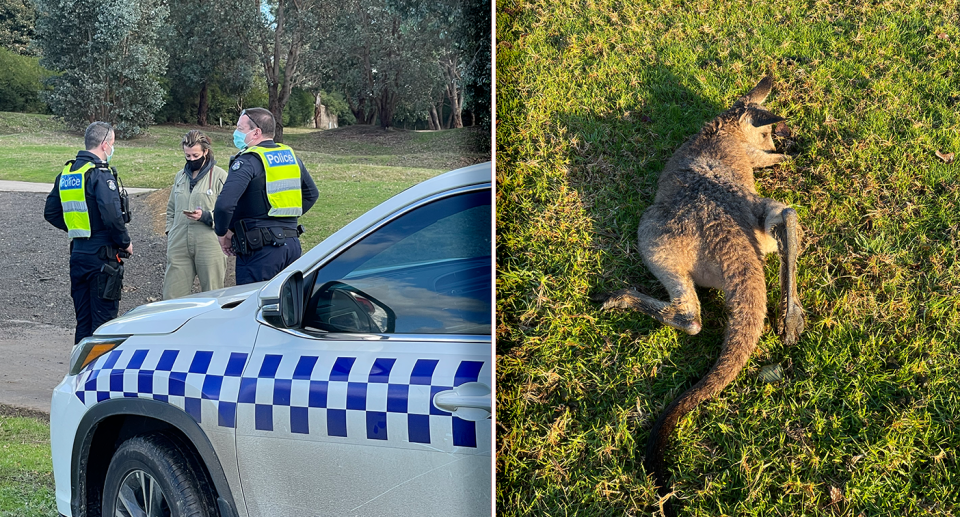 Police were called after eight dead and injured kangaroo were found at the golf course. Supplied