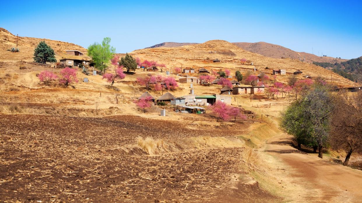 Beautiful highland landscape Drakensberg mountains, blossom peach trees, pink flowers, village on yellow slope on sunny day, bright blue sky background, scenery spring time in Lesotho, Southern Africa.