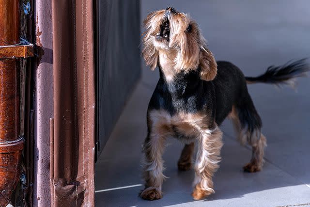 <p>omersukrugoksu/Getty</p> Dog barking at door