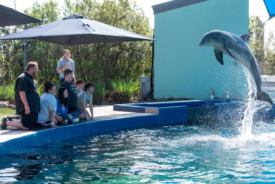 Weston Brown, 6, of Ellisville, and his family watch a dolphin jump during a dolphin encounter at the Mississippi Aquarium in Gulfport on Wednesday, March 20, 2024, as a part of his Make-A-Wish trip to the Mississippi Coast.