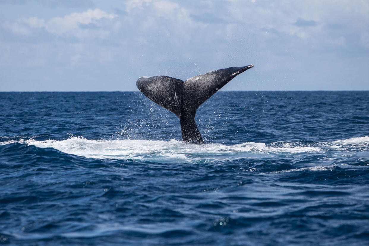 Humpback Whale Fluke Getty Images/Velvetfish