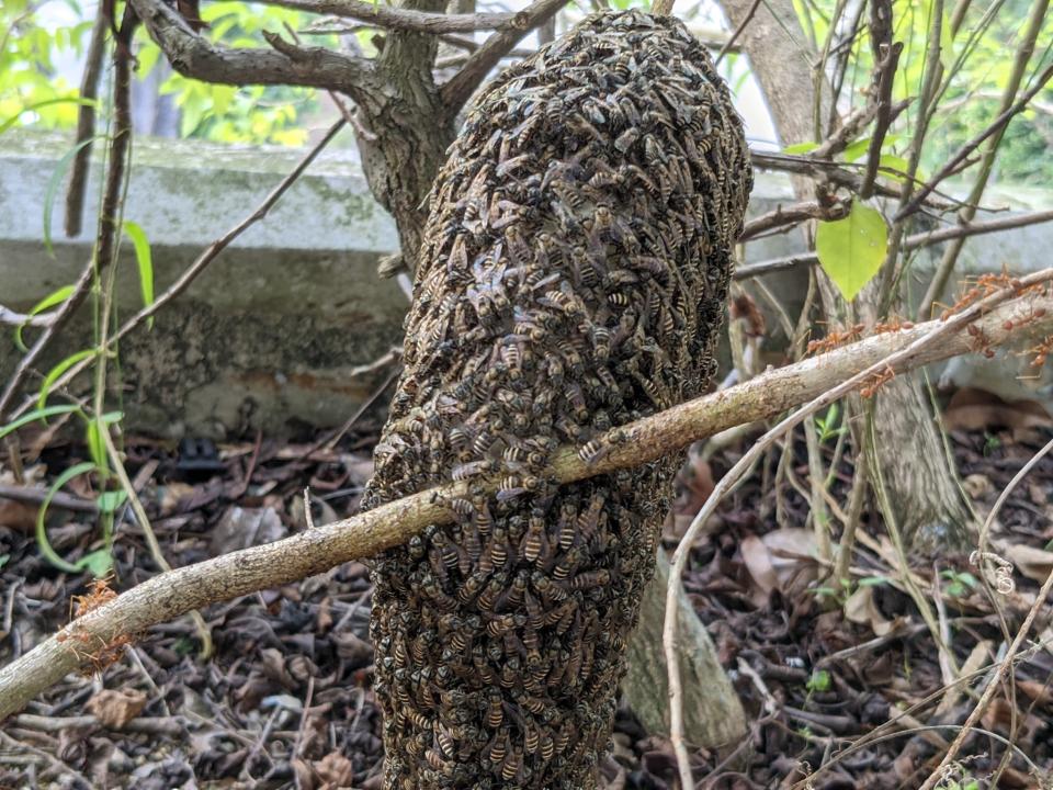 A hive nest of the Apis andreniformis (black dwarf honey bee) and weaver ants in Singapore, Nov 2021. (Photo: Clarence Chua)