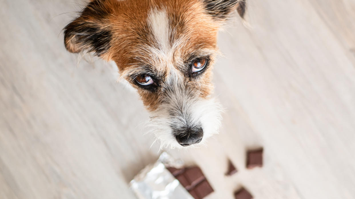  Dog looks guilty as he hovers over some chocolate on the floor 