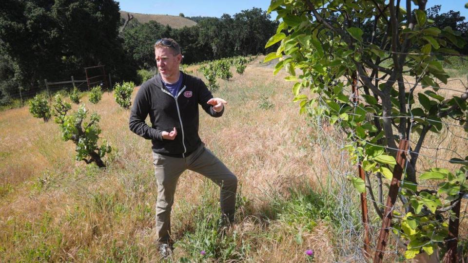 Jason Haas, owner of Tablas Creek Vineyard, points out a quince tree growing amid a dryland-farmed block of vines in May 2023. A variety of plantings keeps the field from becoming an unbalanced monoculture, while the spacing of vines allow them to root deeply. Cover crops retain moisture and are fed to goats and sheep before leaf break on the vines.