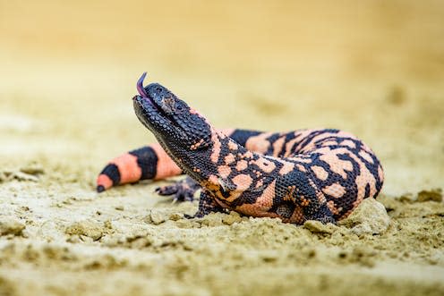 <span class="caption">The inspiration for Wegovy and Ozempic</span> <span class="attribution"><a class="link " href="https://www.shutterstock.com/image-photo/lizard-gila-monster-heloderma-suspectum-696050818" rel="nofollow noopener" target="_blank" data-ylk="slk:Vaclav Sebek/Shutterstock;elm:context_link;itc:0;sec:content-canvas">Vaclav Sebek/Shutterstock</a></span>