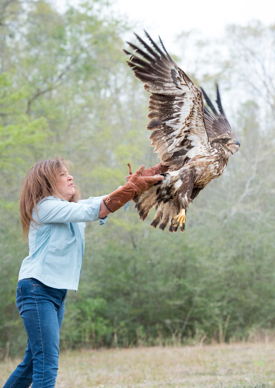 Dorothy Kaufmann, director of the Wildlife Sanctuary of Northwest Florida, releases 2-year-old Bald Eagle named "Mardi Gras" back into the wild in the woods of Milton on Friday, March 24, 2017. The bird was nursed back to health after being found ill at the Santa Rosa County central landfill during Mardi Gras on Feb. 23. According to Dorothy Kaufmann, director of the Wildlife Sanctuary of Northwest Florida, bald eagles don't get their distinctive white head and tail until they are approximately 5 years old.