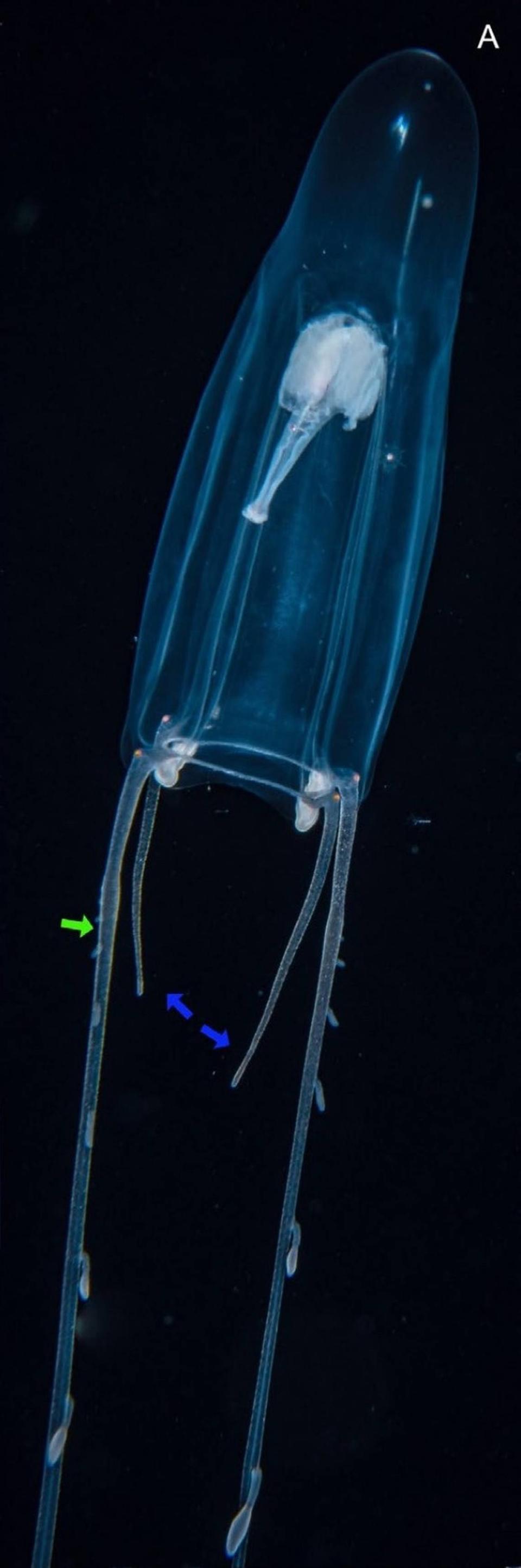 A Zancleopsis grandis, or large Zancleopsis jellyfish, with its body stretched out.