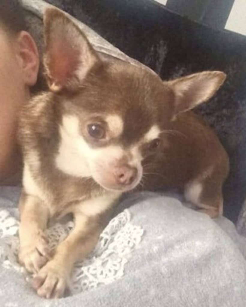 Gizmo the chihuahua is missing (Picture: PA)