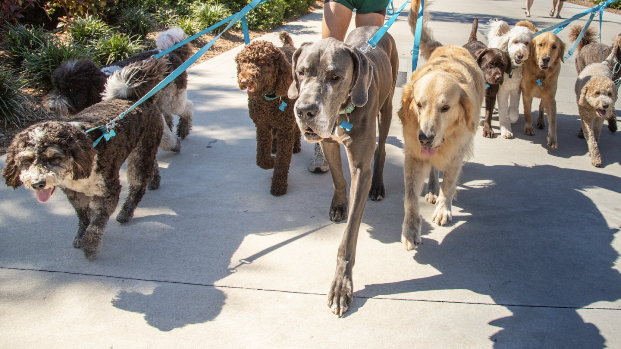 Dogs in a pack walk at the park (Photo: Getty Images)