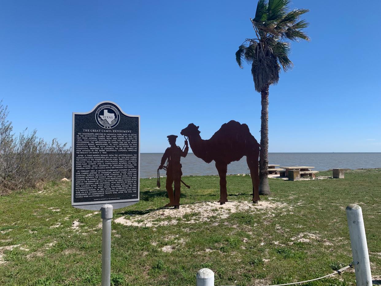 "No immigrants arriving in Indianola were as exotic as the 75 camels that came ashore in in 1856 and 1857 from Algeria, Tunisia, Egypt and Turkey," reads the Texas Historical Marker at Indian Point (Old Indianola). The camels were intended for military use in West Texas, but the experiment was later abandoned.