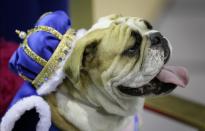 Lucey sits on the throne after being crowned the winner of the 35th annual Drake Relays Beautiful Bulldog Contest, Monday, April 21, 2014, in Des Moines, Iowa. The pageant kicks off the Drake Relays festivities at Drake University where a bulldog is the mascot. Lucey is owned by Tiffany Torstenson of Waukee, Iowa. (AP Photo/Charlie Neibergall)