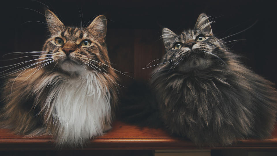 Two cats with very long fur,  but not world record holders