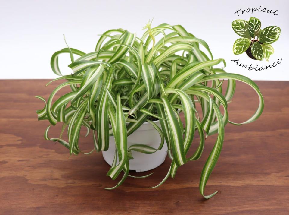 <p>etsy.com</p><p><strong>$18.18</strong></p><p>Place this plant on the corner of your desk or in a hanging pot, so that its spiderettes (the official word for its thin, long leaves) can dangle without disruption. While it may prefer indirect light, this sprawling green grows well in low-light conditions, like your dimly-lit office. Water it frequently, keeping the soil moist at all times. </p>