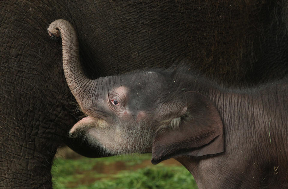 Baby elephant