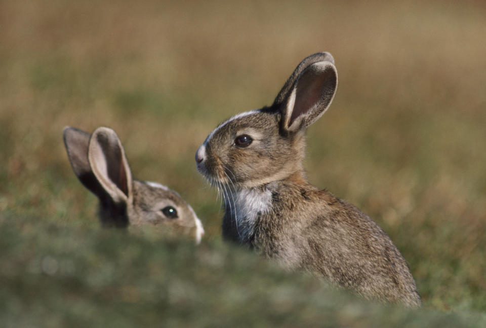 Rabbits, Lepus sp., in the Falkland Islands