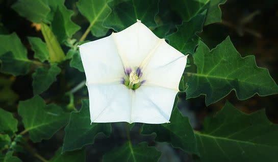 white flowers white flower names