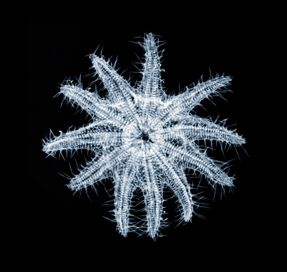 Fascinating X-ray photographs by Nick Veasey svkg 210612