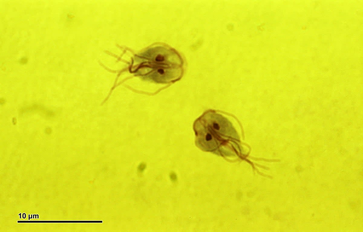 Giardia parasites  (Wikicommons)
