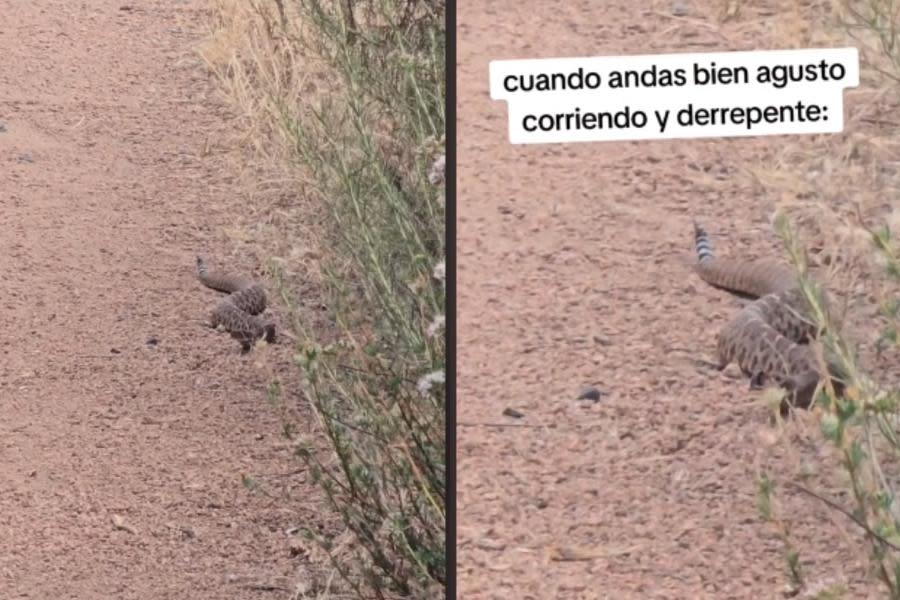 Serpientes de cascabel en Tijuana: hombre sale a correr y se encuentra con 2 serpientes 