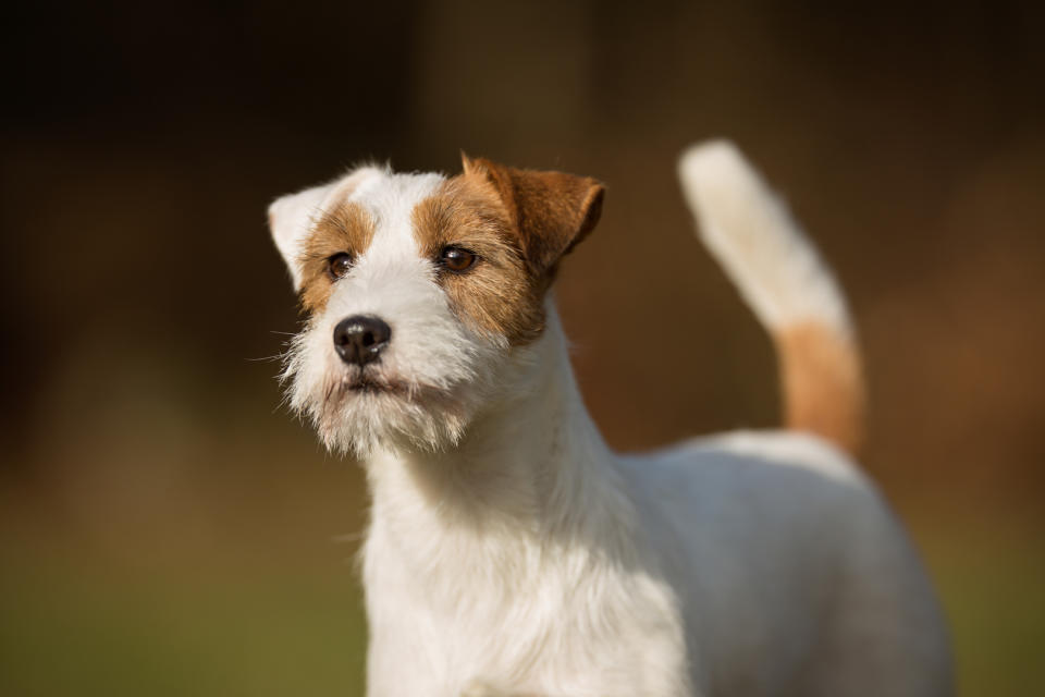 terrier dog