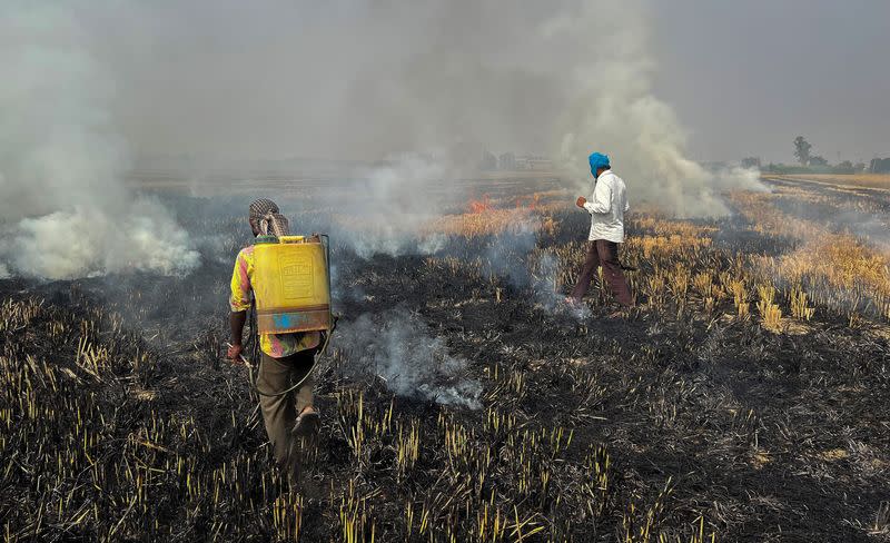 Farmers burn crop stubble in a rice field at a village in Fatehgarh Sahib district