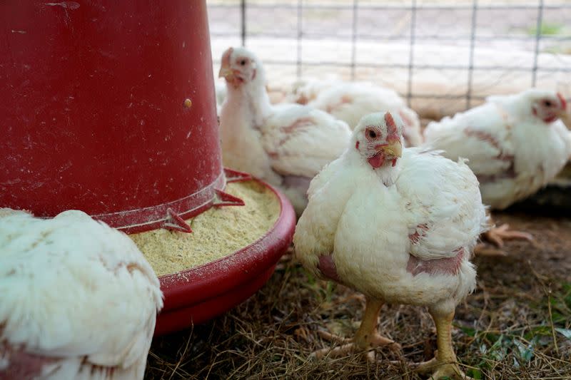 FILE PHOTO: Broiler chickens feed at Ward Family Farms in Pawnee