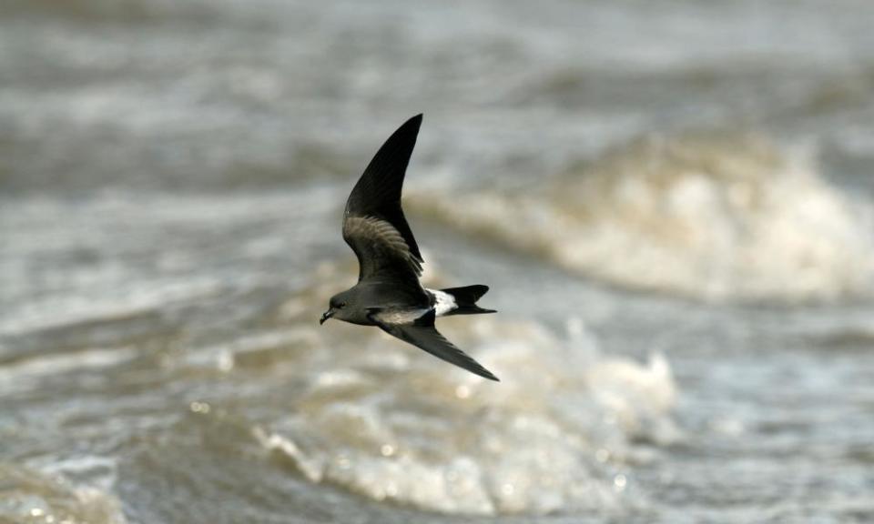 <span>Photograph: Nature Photographers Ltd/Alamy</span>