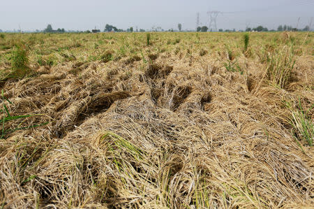 Stubble is seen at a rice field in Gharaunda in Haryana, October 9, 2018. REUTERS/Adnan Abidi/Files