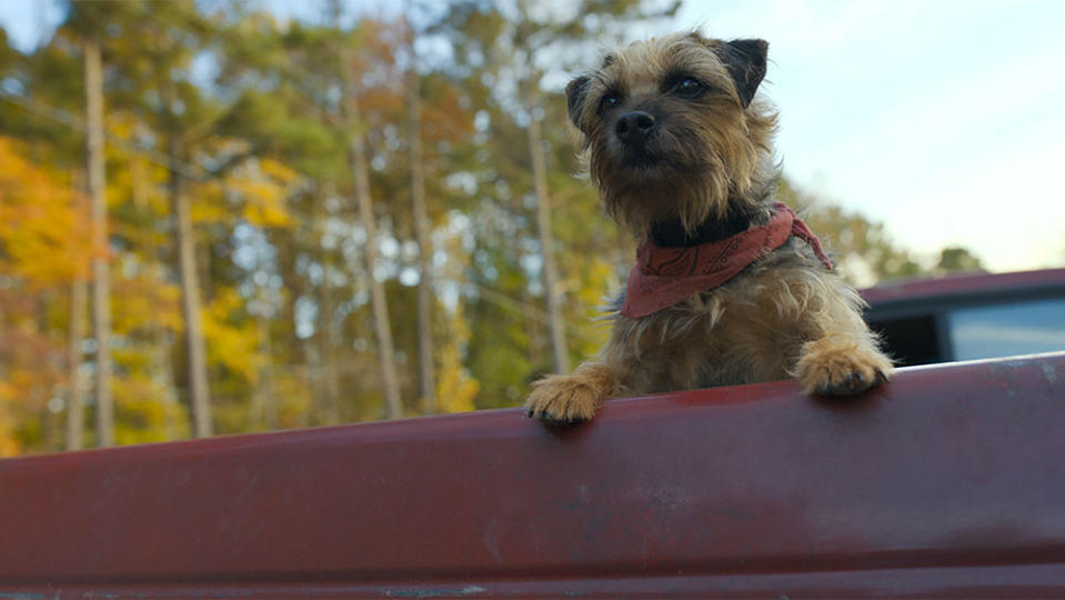 Reggie Will Ferrell in Strays, directed by Josh Greenbaum.