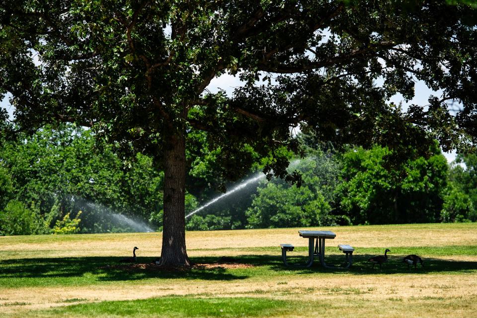 Geese cool off under a tree in City Park on Wednesday, July 10, 2024, in Fort Collins, Colo.
