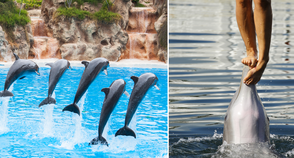 Split image, on the left five dolphins leaping during a show, on the right a shot of a trainer standing on a dolphins nose.