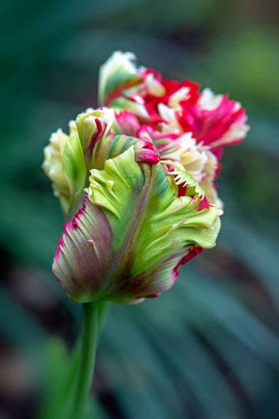 a feathery like parrot tulip on red and creamy white and green